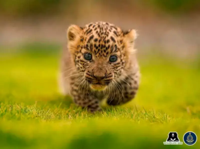 Junnar's Nighttime Leopard Cub Reunions: A Model for Coexistence in Maharashtra