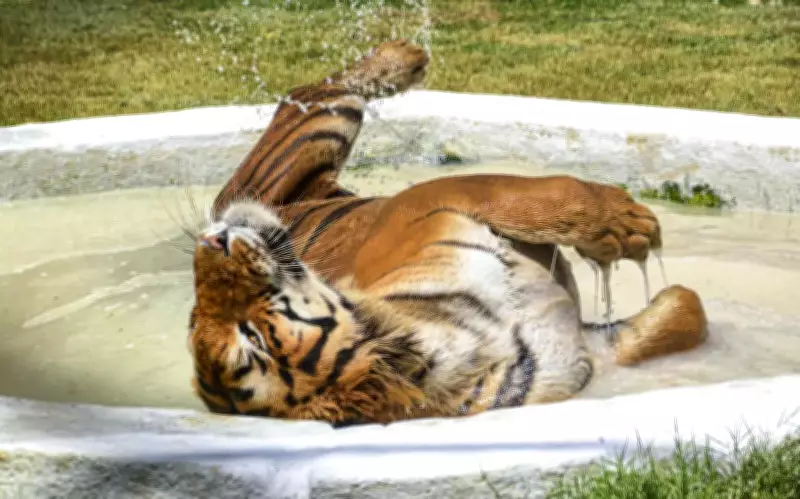Kanpur Records Season's Highest Temperature of 43.2°C, Heat Index to Cross 50°C