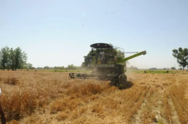 Karnal DC Reviews Procurement at Nissing Mandi, Directs Swift Lifting of Crops