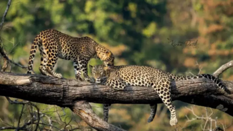 Karnataka Explores Sterilization for Conflict Elephants and Leopards