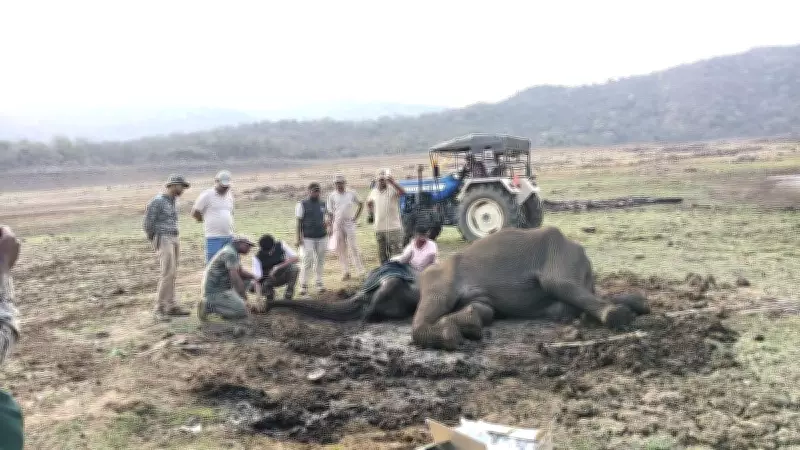 Karnataka Forest Department Rescues Wild Elephants Trapped in Slush