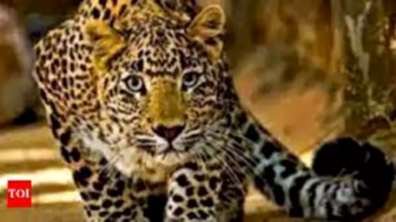 Karnataka Forest Minister Orders Probe After Leopard Shot Dead in Mysuru