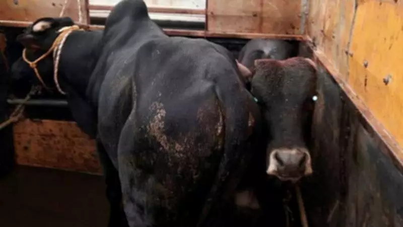Karnataka Police Rescue 20 Cattle from Illegal Transport in Kadaba