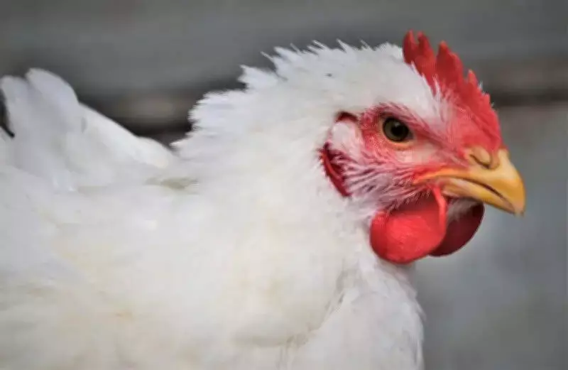 Karnataka Reports No Human H5N1 Cases After 10-Day Surveillance