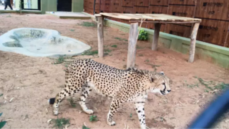 Karnataka Welcomes Four Cheetahs from South Africa to Boost Conservation Efforts