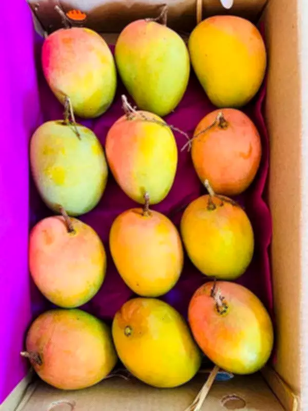 Karnataka's Mango Crisis: Production Plummets, Prices Set to Soar