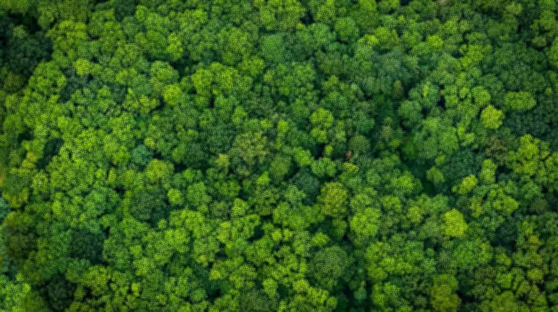 Karnataka's Saundatti Power Project Gets Revised Nod, 64,000 Trees to be Felled