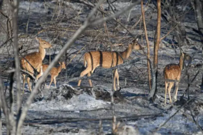 Karnataka's Tech-Driven Strategy Makes It a National Model in Forest Fire Management