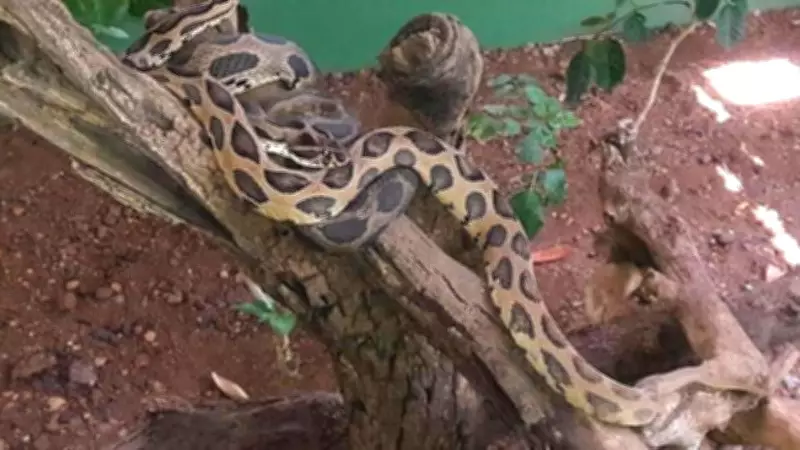 Katraj Snake Park: Pune's Underrated Wildlife Haven with 22 Snake Species