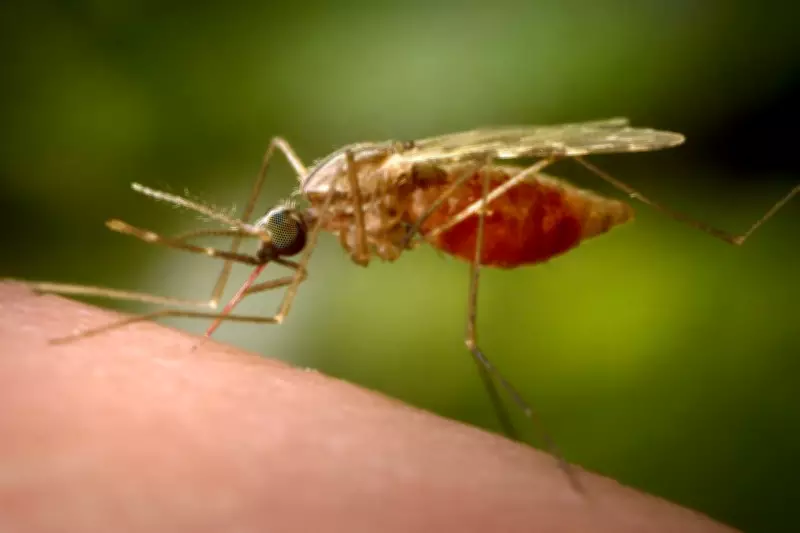 Kerala Reports Chikungunya Cases, Government Intensifies Surveillance and Issues Advisory