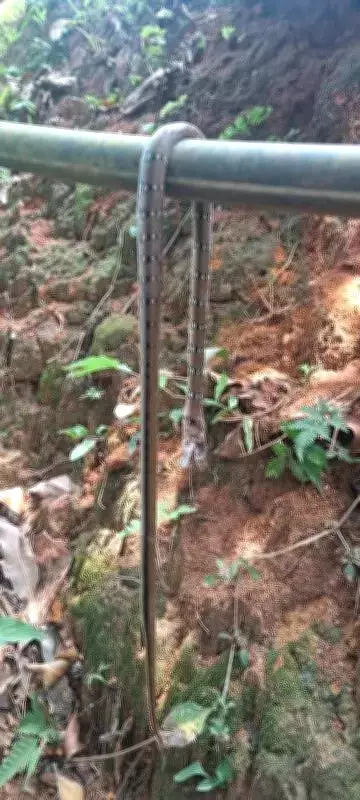 Kerala Sees 29 Snakebite Calls in Single Day as Summer Heat Drives Snakes Out