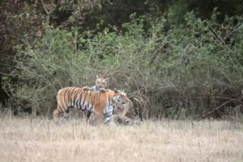 Kheoni Wildlife Sanctuary Transforms from Tiger Corridor to Breeding Hub in MP