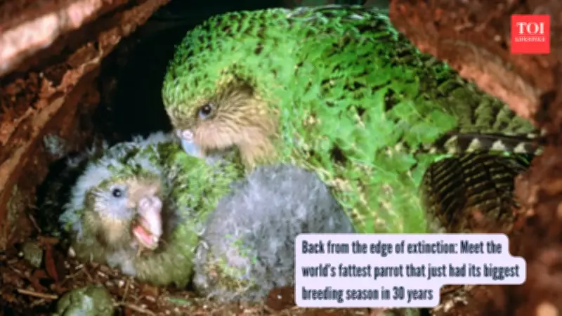 Kākāpō Parrots Experience Record-Breaking Breeding Season in New Zealand