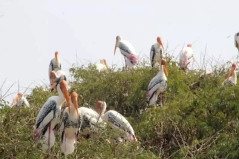 Kokrebellur Bird Sanctuary Thrives with Thousands of Migratory Birds in Breeding Season