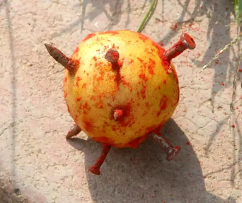 Kolhapur Activists File PIL to Enforce Maharashtra Anti-Superstition Act Rules