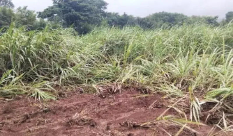 Kolhapur Forest Dept Pays Rs 13.7 Crore Compensation for Wildlife Damage in 2025-26