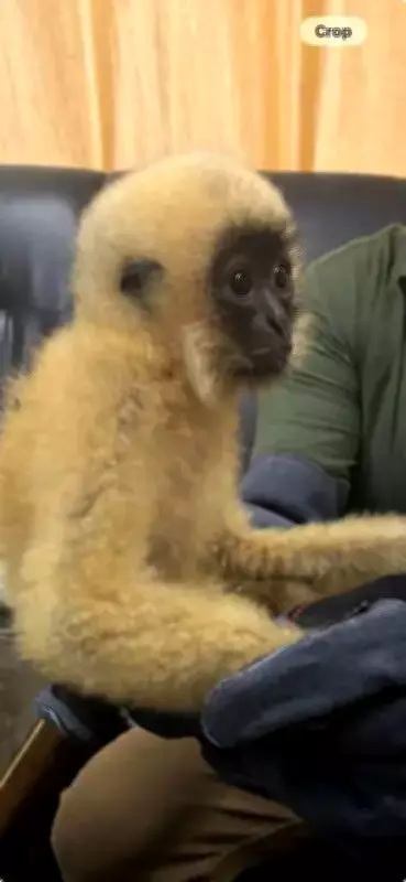 Kolkata Airport Seizes Critically Endangered Gibbons, Turtles in Wildlife Smuggling Bust