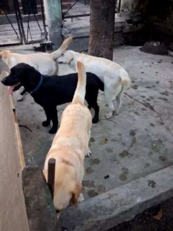 Kolkata Police Deploys Four Labradors as Explosive Experts for Elections