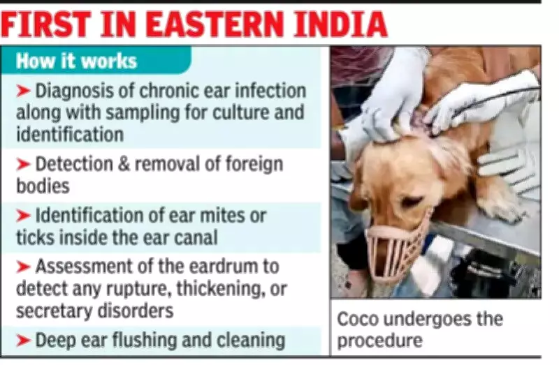 Kolkata's First Otoendoscopy on Dog Diagnoses Rare Ear Disease