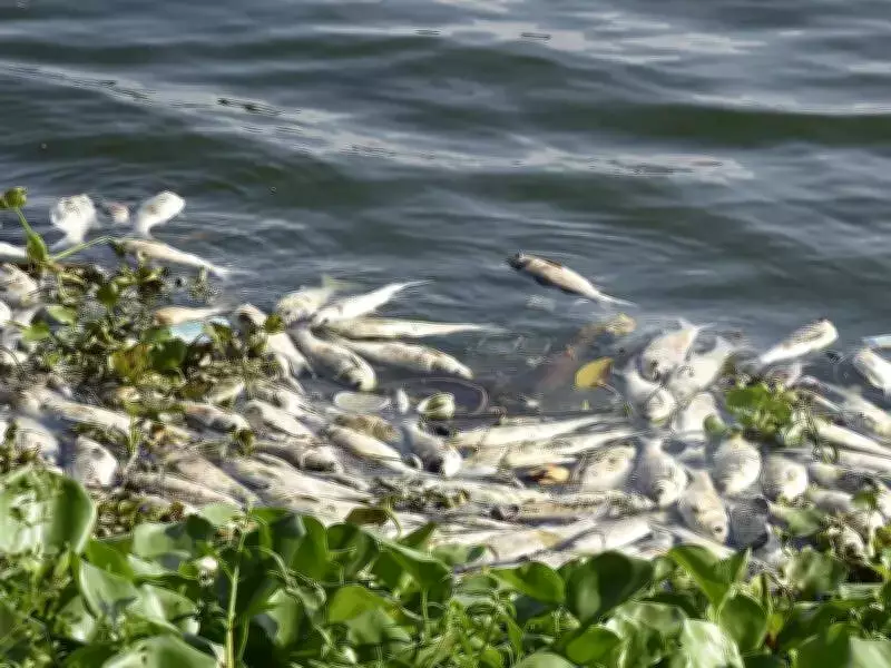 Lab Analysis Links Fish Deaths in Satluj River to Pollution and Bacterial Infection