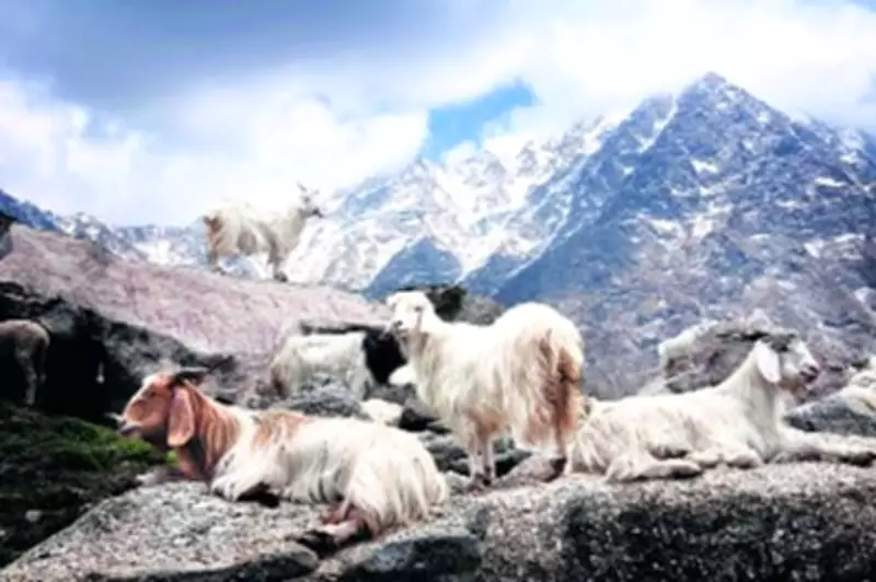 Ladakh to Become Global Hub for Finest Pashmina Wool: L-G Saxena
