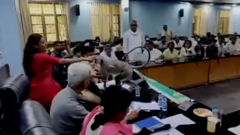 Langur 'Matru' Crashes Baghpat DM's Farmer Meeting, Viral Video Delights Netizens