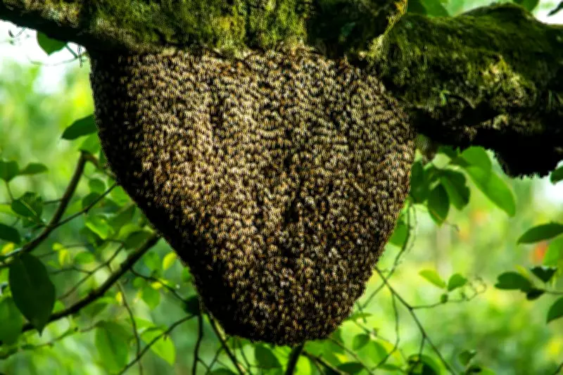 Learning from Bees: Nature's Blueprint for Sustainable Living