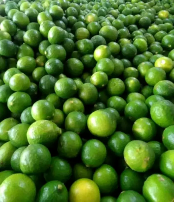 Lemon Prices Skyrocket in Andhra Pradesh, Creating Statewide Crisis