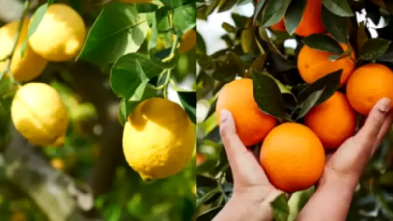 Lemon vs Orange Plants: Key Differences in Leaves, Thorns, and Fruit
