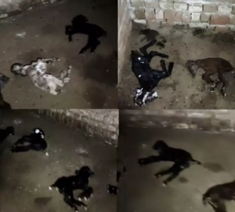 Leopard Attack in Barapur: 16 Lambs Killed, 8 Missing, Villagers in Panic