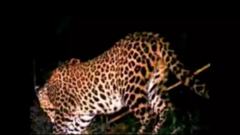 Leopard Attack in Thane Kills 8-Year-Old Boy, Sparks Villager Protests