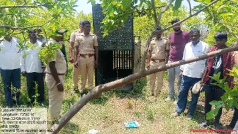 Leopard Attack Kills Toddler in Nashik Village, Sparks Human-Wildlife Conflict Concerns