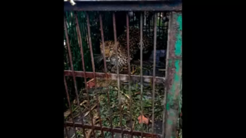 Leopard Captured at Assam Tea Estate After Livestock Attacks, To Be Released in National Park