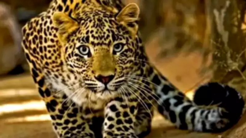 Leopard Found Dead in Village, Suspected Heart Attack or Starvation