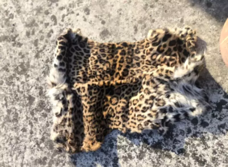Leopard Hide and Wildlife Items Seized in Himachal Pradesh's Ghuttanpur Village