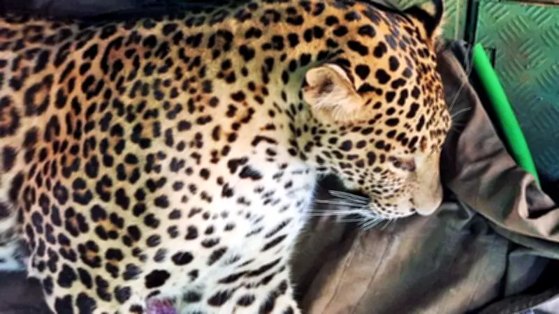 Leopard Intrudes Mysuru Home, Swiftly Rescued by Forest Officials