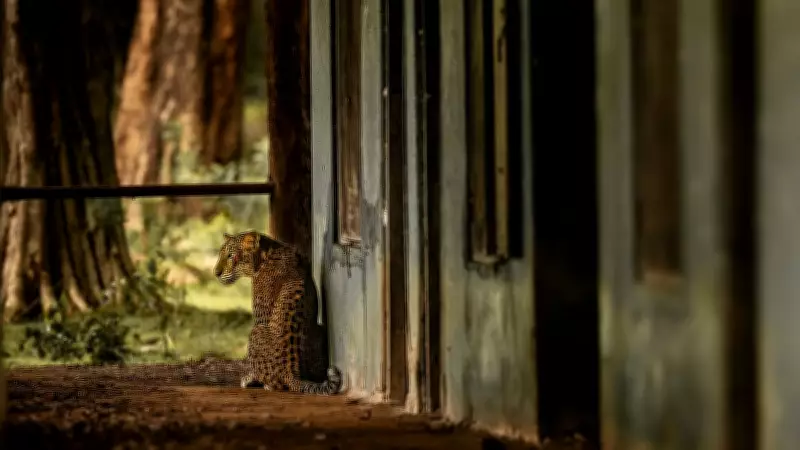 Leopard Intrudes Residential Area in Mysuru's Siddhartha Layout