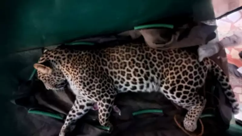 Leopard Rescued from Mysuru Home After Tense Three-Hour Forest Department Operation