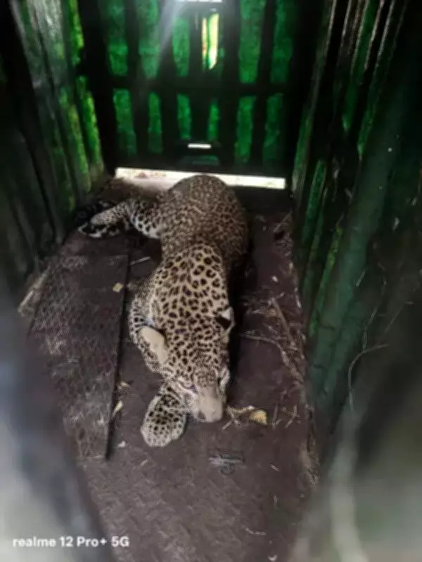 Leopard Resurgence Sparks Fear in Pune Villages After Recent Sightings