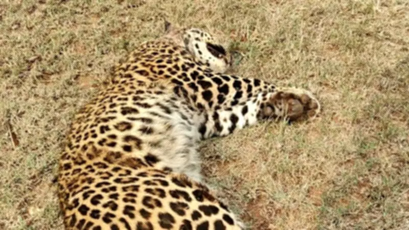 Leopard Succumbs to Injuries After Confrontation with Porcupine in Bandipur Buffer Zone
