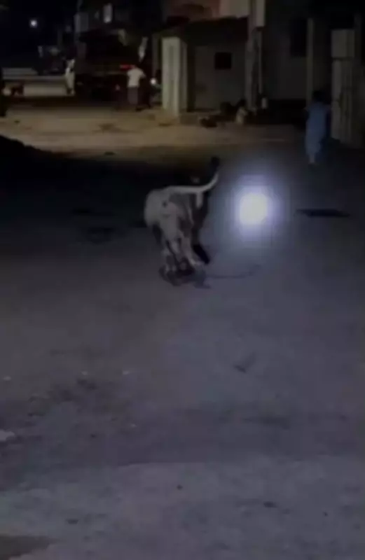 Lion Charges at Girl After Being Disturbed by Crowd in Gujarat Village