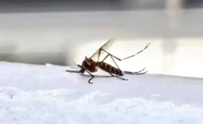 Ludhiana Health Department Intensifies Fight Against Malaria and Dengue Amid Staffing Delays