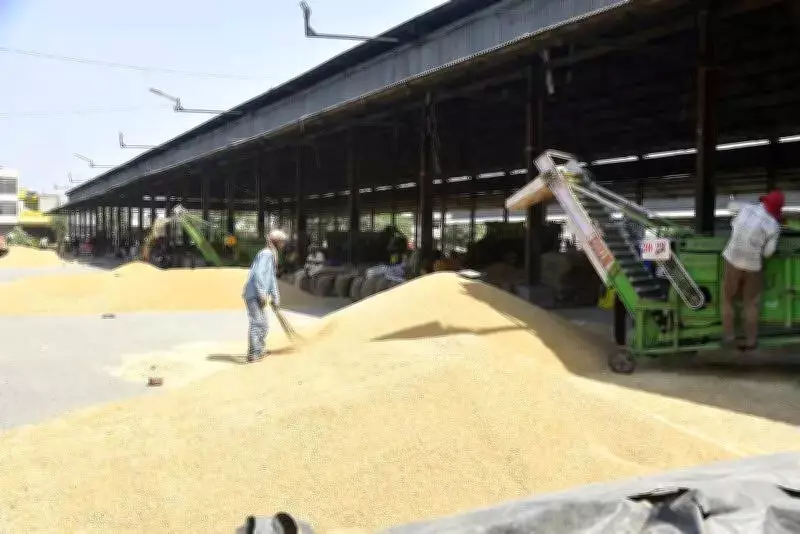 Ludhiana Wheat Procurement Progresses Despite Delayed Start, 12% Procured by April 17