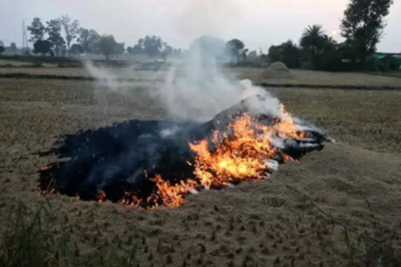Madhya Pradesh Leads India's Crop Residue Burning, Punjab Sees Sharp Decline