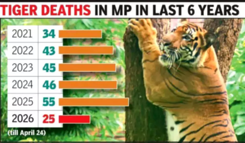 Madhya Pradesh Tiger Death Toll Reaches 25 After Two New Incidents