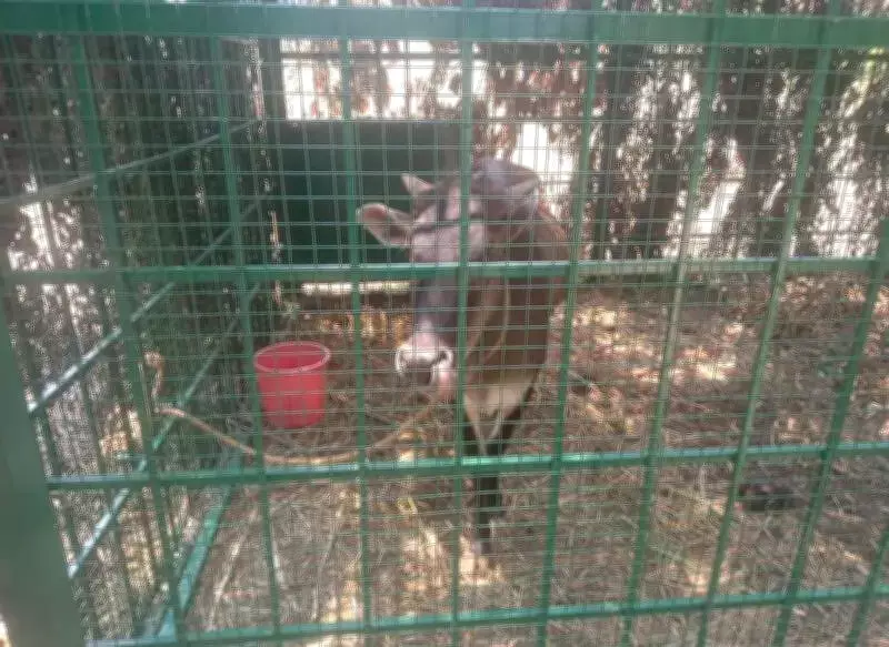 Madikeri Tiger's 8 Cattle Kills Spark Fear; Live Cow Bait in Cage Raises Ethics Debate