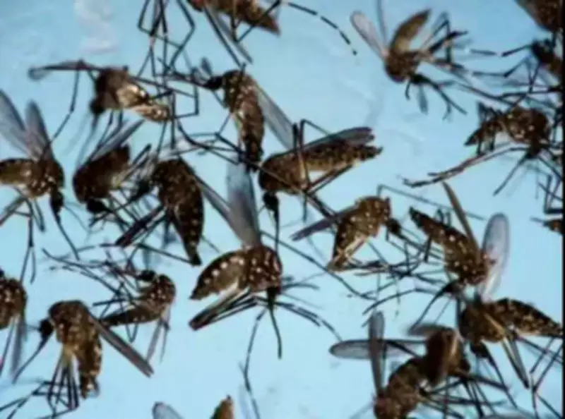 Madras HC Orders State-Wide Survey for Mosquito Breeding Hotspots