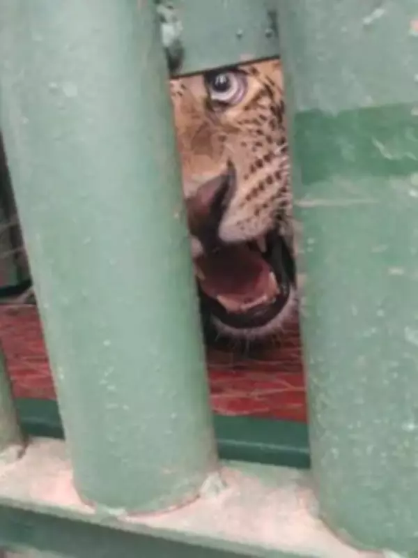 Maharashtra Captures 250 Leopards Amid Rising Population, Plans Safaris