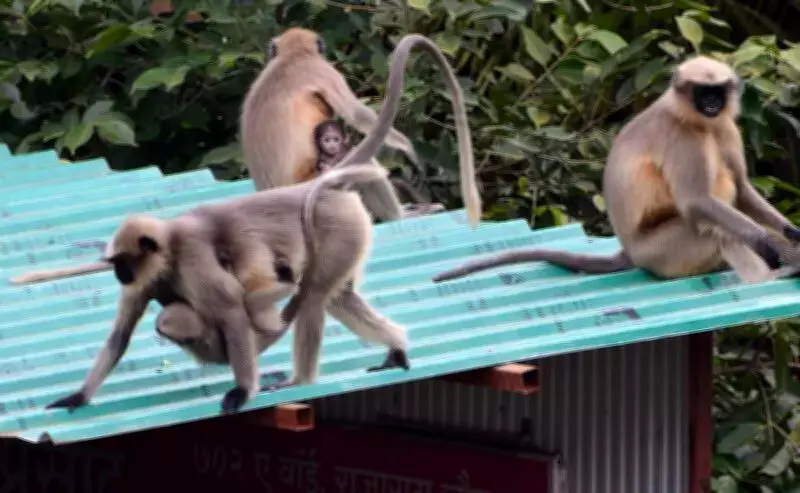 Maharashtra Doubles Fee for Monkey Capture to Rs 600 Amid Rising Conflict