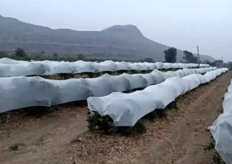 Maharashtra Pomegranate Farmers Use Crop Covers to Beat Extreme Heat
